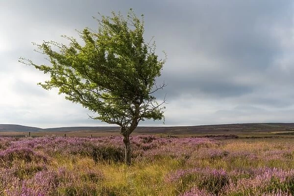 Lone tree amongst the heather, Yorkshire Moors, Yorkshire, England, United Kingdom