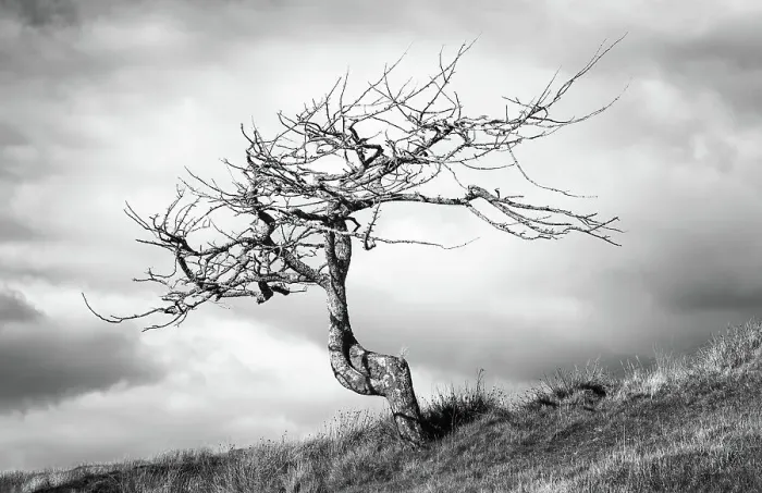 Framed Print : A lone tree on the Isle of Lewis, Outer Hebrides, Scotland, United Kingdom, Europe Framed Print : A lone tree on the Isle of Lewis, Outer Hebrides, Scotland, United Kingdom, Europe
