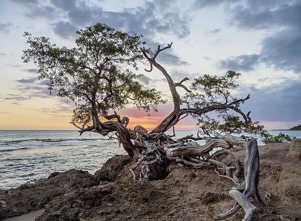 Lone Tree by the Jack Sprat Beach at sunset, Treasure Beach, Saint Elizabeth Parish