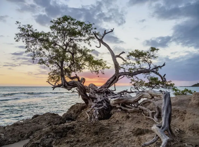Framed Print : Lone Tree by the Jack Sprat Beach at sunset, Treasure Beach, Saint Elizabeth Parish Framed Print : Lone Tree by the Jack Sprat Beach at sunset, Treasure Beach, Saint Elizabeth Parish