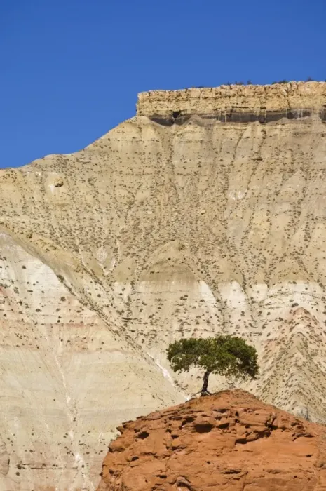 Framed Print : Lone tree, Kodachrome Basin State Park, Grand Staircase-Escalante National Monument Framed Print : Lone tree, Kodachrome Basin State Park, Grand Staircase-Escalante National Monument