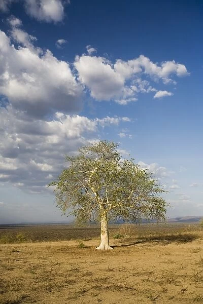 Lone tree in the landscape near the Omo river in southern Ethiopia, Ethiopia, Africa