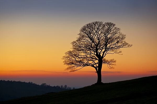 Lone tree empty of leaves in winter at sunset in the Roaches near Leek, Staffordshire, England, United Kingdom, Europe