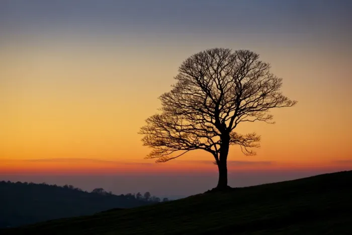 Framed Print : Lone tree empty of leaves in winter at sunset in the Roaches near Leek, Staffordshire, England, United Kingdom, Europe Framed Print : Lone tree empty of leaves in winter at sunset in the Roaches near Leek, Staffordshire, England, United Kingdom, Europe