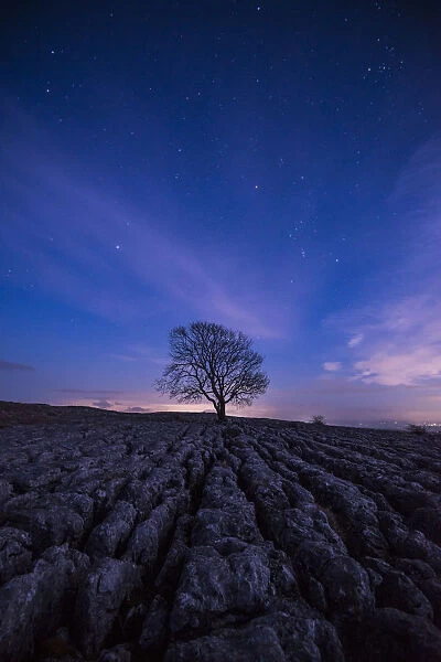A lone tree on the limestone pavement on the hills above the village of Malham in