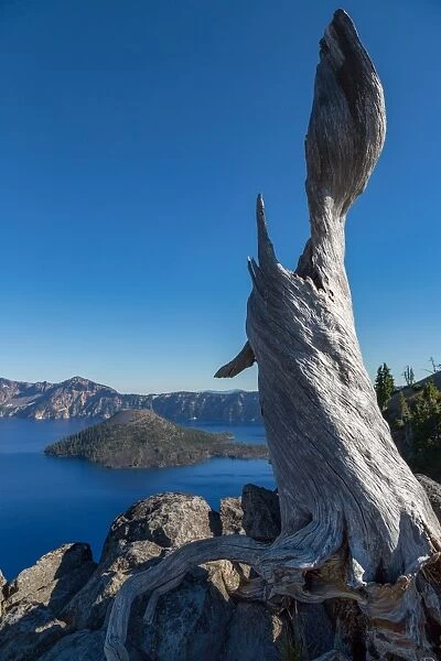 Lone tree trunk over Crater Lake, the deepest lake in the U. S. A. part of the Cascade Range