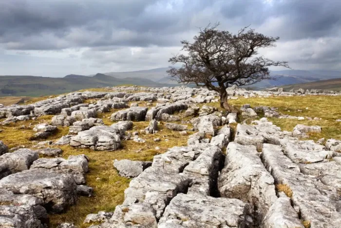 Framed Print : Lone tree at Winskill Stones near Settle, Yorkshire Dales, Yorkshire, England, United Kingdom, Europe Framed Print : Lone tree at Winskill Stones near Settle, Yorkshire Dales, Yorkshire, England, United Kingdom, Europe