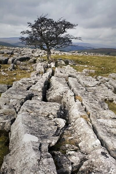 Lone tree at Winskill Stones near Settle, Yorkshire Dales, Yorkshire, England, United Kingdom, Europe