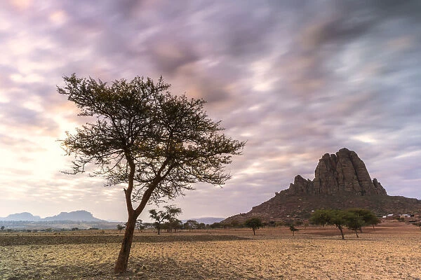 Lone trees at sunset, Gheralta Mountains, Hawzen, Tigray Region, Ethiopia, Africa