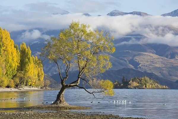 Lone willow tree growing at the edge of Lake Wanaka, autumn, Roys Bay, Wanaka, Queenstown-Lakes