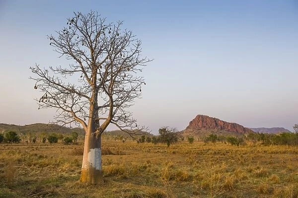 Lonely Baobab tree in the Kimberleys, Western Australia, Australia, Pacific