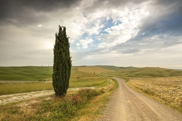 Lonely tree and asphalt road in the gentle green hills of Val d Orcia, UNESCO World Heritage Site