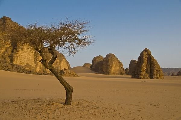 Lonely tree in the Sahara Desert, Southern Algeria, North Africa, Africa