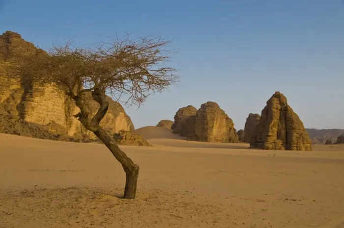 Framed Print : Lonely tree in the Sahara Desert, Southern Algeria, North Africa, Africa Framed Print : Lonely tree in the Sahara Desert, Southern Algeria, North Africa, Africa