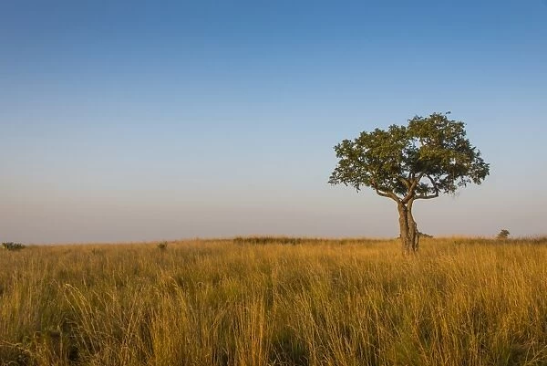 Lonely tree in the Savannah of the Murchison Falls National Park, Uganda, East Africa, Africa