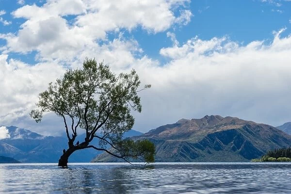 A lonely tree is silhouetted in a lake in the mountains, Wanaka, Otago, South Island