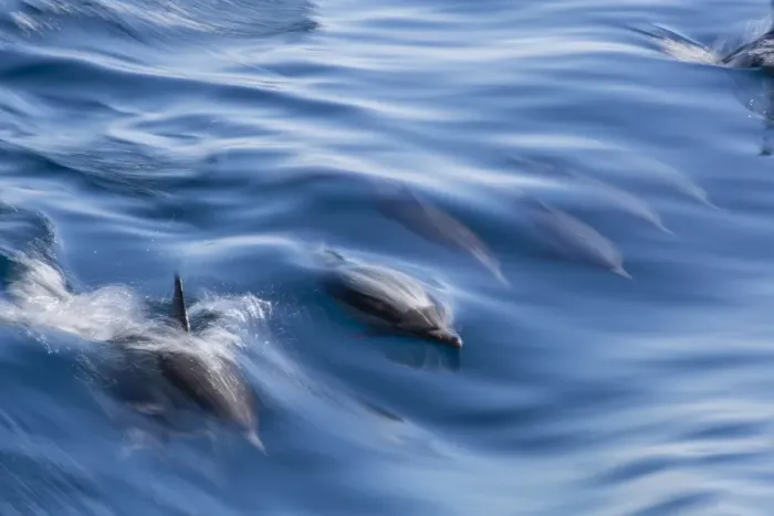 Framed Print : Long-beaked common dolphin (Delphinus capensis), motion blur in ships wake near Isla Santa Catalina, Baja California Sur, Mexico, North America Framed Print : Long-beaked common dolphin (Delphinus capensis), motion blur in ships wake near Isla Santa Catalina, Baja California Sur, Mexico, North America