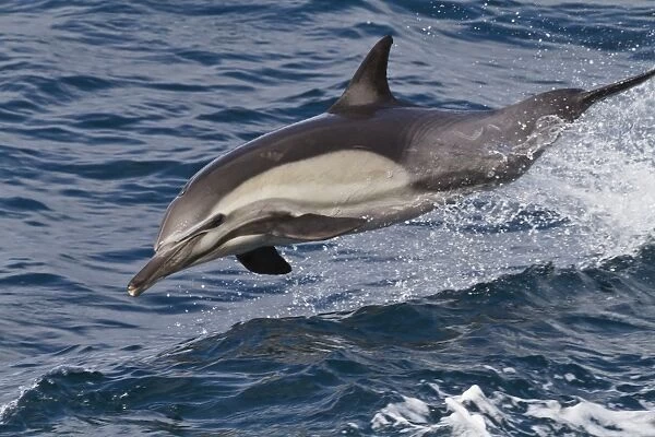 Long-beaked common dolphin (Delphinus capensis), Isla San Esteban, Gulf of California (Sea of Cortez), Baja California, Mexico, North America