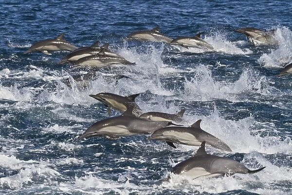 Long-beaked common dolphin (Delphinus capensis) pod, Isla San Esteban, Gulf of California (Sea of Cortez), Baja California, Mexico, North America
