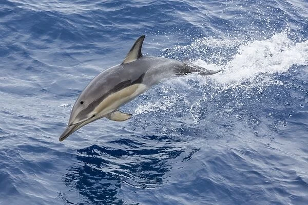 Long-beaked common dolphin (Delphinus capensis) leaping near White Island, North Island, New Zealand, Pacific