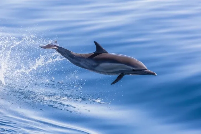 Framed Print : Long-beaked common dolphin (Delphinus capensis) leaping near Isla Santa Catalina, Baja California Sur, Mexico, North America Framed Print : Long-beaked common dolphin (Delphinus capensis) leaping near Isla Santa Catalina, Baja California Sur, Mexico, North America