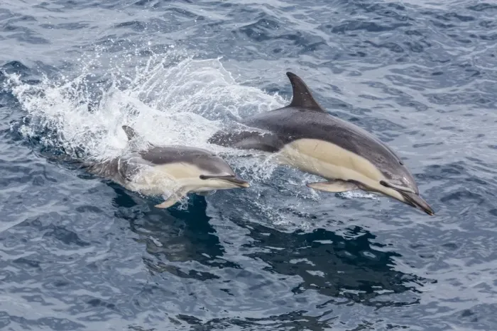 Framed Print : Long-beaked common dolphin (Delphinus capensis) leaping near White Island, North Island, New Zealand, Pacific Framed Print : Long-beaked common dolphin (Delphinus capensis) leaping near White Island, North Island, New Zealand, Pacific