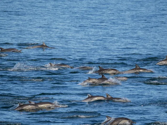 Framed Print : A long-beaked common dolphin pod (Delphinus capensis), traveling off Gorda Banks, Baja California Sur, Mexico, North America Framed Print : A long-beaked common dolphin pod (Delphinus capensis), traveling off Gorda Banks, Baja California Sur, Mexico, North America