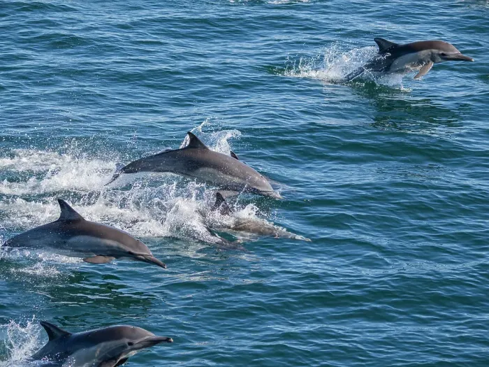 Framed Print : A long-beaked common dolphin pod (Delphinus capensis), traveling off Gorda Banks, Baja California Sur, Mexico, North America Framed Print : A long-beaked common dolphin pod (Delphinus capensis), traveling off Gorda Banks, Baja California Sur, Mexico, North America