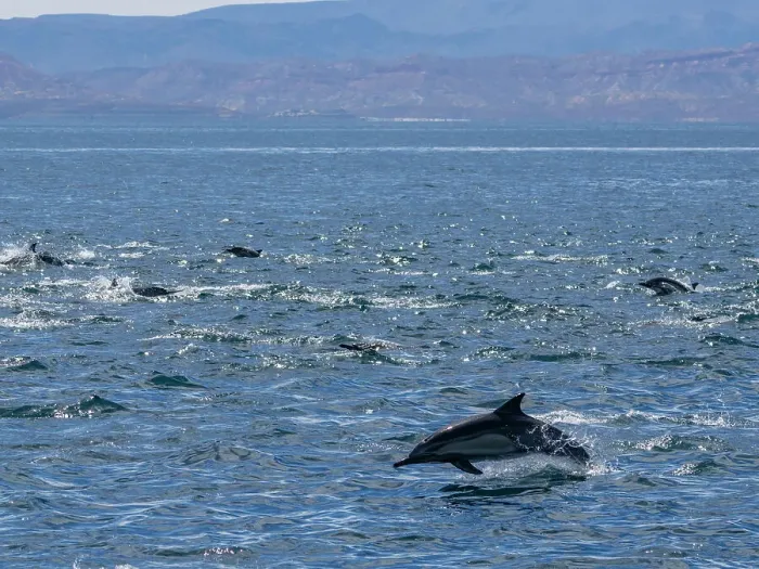 Framed Print : A long-beaked common dolphin pod (Delphinus capensis), traveling off Gorda Banks, Baja California Sur, Mexico, North America Framed Print : A long-beaked common dolphin pod (Delphinus capensis), traveling off Gorda Banks, Baja California Sur, Mexico, North America