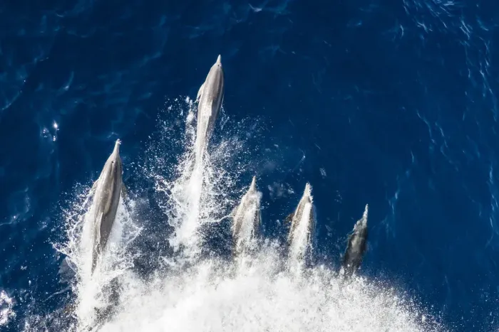 Framed Print : Long-beaked common dolphins (Delphinus capensis), bow-riding off Magdalena Island Framed Print : Long-beaked common dolphins (Delphinus capensis), bow-riding off Magdalena Island