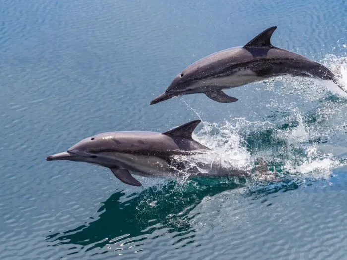 Framed Print : Long-beaked common dolphins (Delphinus capensis), leaping, Isla San Pedro Esteban Framed Print : Long-beaked common dolphins (Delphinus capensis), leaping, Isla San Pedro Esteban