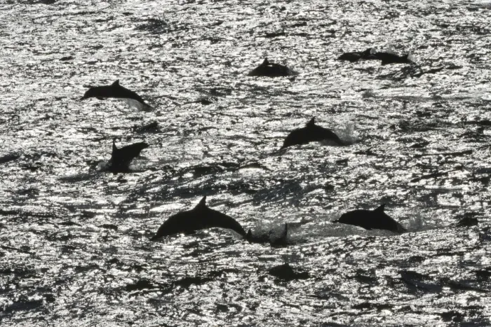 Framed Print : Long-beaked common dolphins (Delphinus capensis), Isla San Esteban, Gulf of California (Sea of Cortez), Baja California, Mexico, North America Framed Print : Long-beaked common dolphins (Delphinus capensis), Isla San Esteban, Gulf of California (Sea of Cortez), Baja California, Mexico, North America