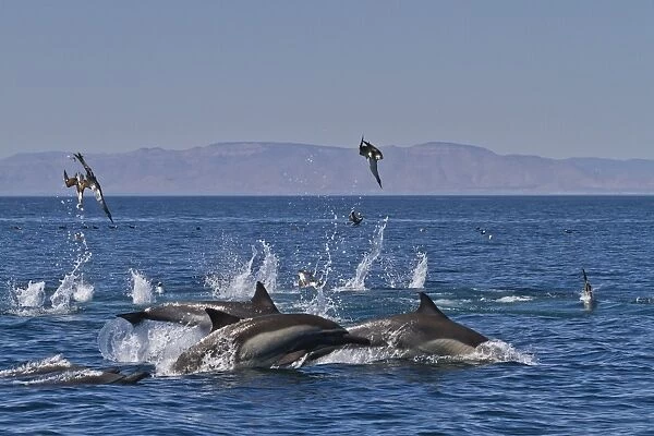 Long-beaked common dolphins (Delphinus capensis) feeding on a bait ball with gulls and boobies, Gulf of California (Sea of Cortez), Baja California, Mexico, North America