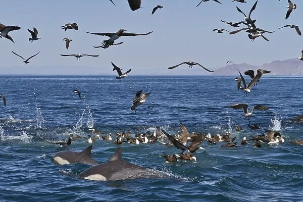 Long-beaked common dolphins (Delphinus capensis) feeding on a bait ball with gulls and boobies, Gulf of California (Sea of Cortez), Baja California, Mexico, North America