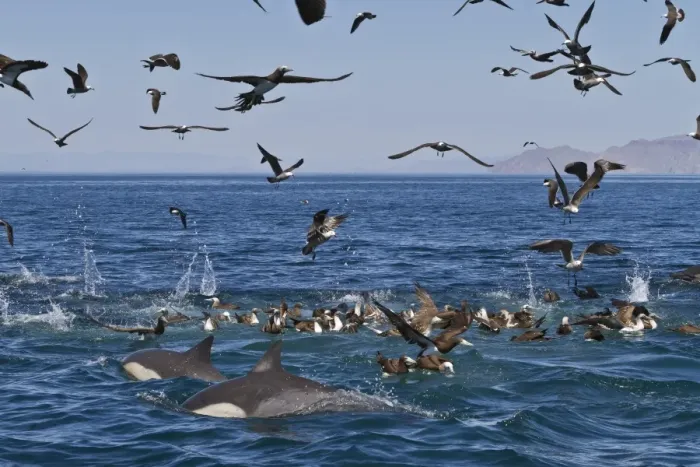 Framed Print : Long-beaked common dolphins (Delphinus capensis) feeding on a bait ball with gulls and boobies, Gulf of California (Sea of Cortez), Baja California, Mexico, North America Framed Print : Long-beaked common dolphins (Delphinus capensis) feeding on a bait ball with gulls and boobies, Gulf of California (Sea of Cortez), Baja California, Mexico, North America