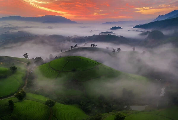 Long Coc Tea Hill, Vietnam, Indochina, Southeast Asia, Asia