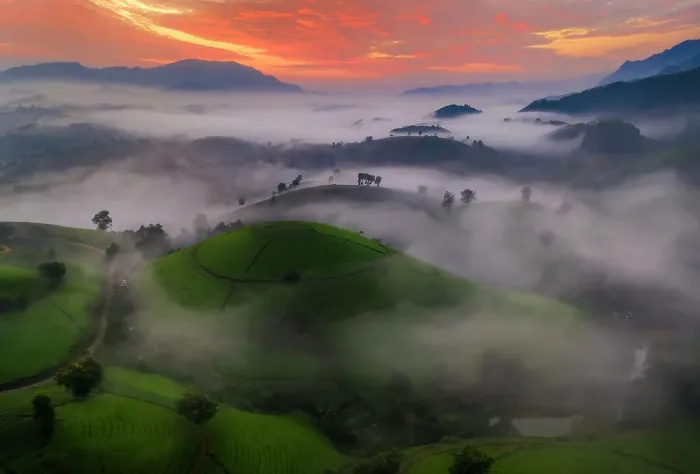 Framed Print : Long Coc Tea Hill, Vietnam, Indochina, Southeast Asia, Asia Framed Print : Long Coc Tea Hill, Vietnam, Indochina, Southeast Asia, Asia