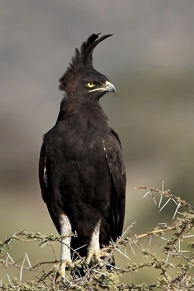 Long-crested eagle (Lophaetus occipitalis), Samburu National Reserve, Kenya