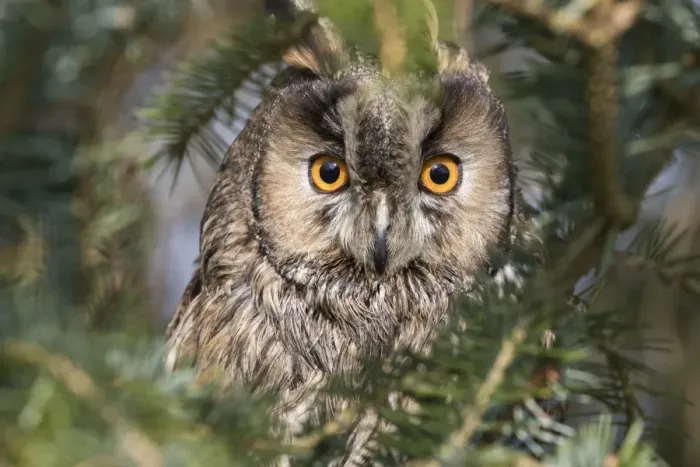 Framed Print : Long-eared owl (Asio otus), captive, United Kingdom, Europe Framed Print : Long-eared owl (Asio otus), captive, United Kingdom, Europe