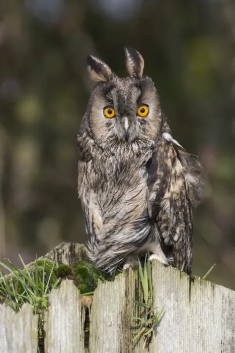 Framed Print : Long-eared owl (Asio otus), captive, United Kingdom, Europe Framed Print : Long-eared owl (Asio otus), captive, United Kingdom, Europe