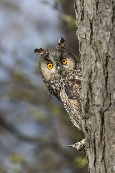 Long-eared owl (Asio otus), captive, United Kingdom, Europe