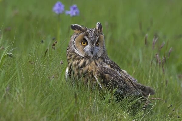 Long-eared owl (Asio otus), Muncaster, Cumbria, England, United Kingdom, Europe