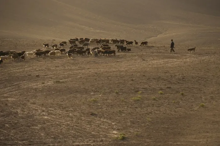 Framed Print : The long march, in the barren hills of Afghanistan, shepherds and their flocks are Framed Print : The long march, in the barren hills of Afghanistan, shepherds and their flocks are