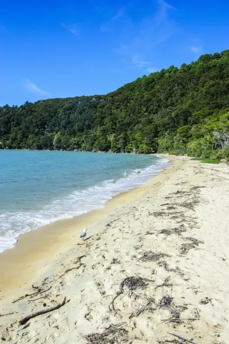 Framed Print : Long sandy beach, Abel Tasman National Park, South Island, New Zealand, Pacific Framed Print : Long sandy beach, Abel Tasman National Park, South Island, New Zealand, Pacific