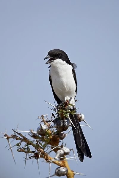 Long-tailed fiscal (Lanius cabanisi), Selous Game Reserve, Tanzania, East Africa, Africa