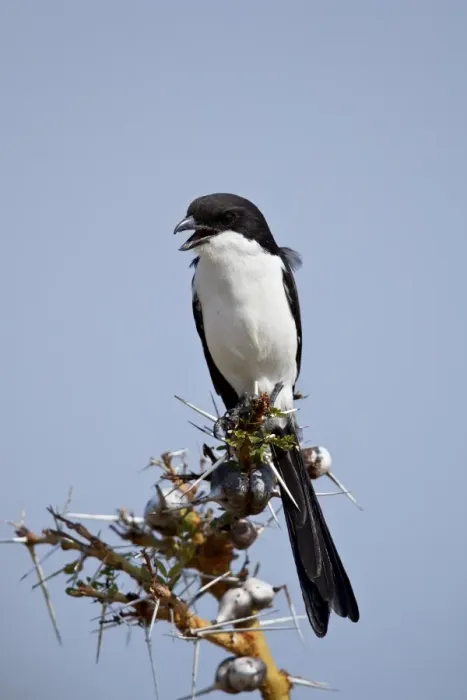 Framed Print : Long-tailed fiscal (Lanius cabanisi), Selous Game Reserve, Tanzania, East Africa, Africa Framed Print : Long-tailed fiscal (Lanius cabanisi), Selous Game Reserve, Tanzania, East Africa, Africa
