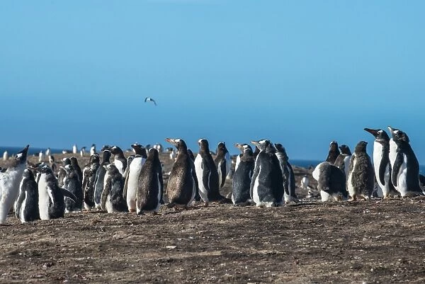Long-tailed gentoo penguin colony (Pygoscelis papua), Saunders Island, Falklands