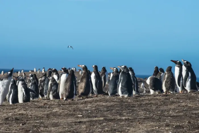 Framed Print : Long-tailed gentoo penguin colony (Pygoscelis papua), Saunders Island, Falklands Framed Print : Long-tailed gentoo penguin colony (Pygoscelis papua), Saunders Island, Falklands