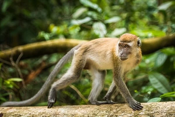 Long tailed Macaque (Macaca fascicularis), Indonesia, Southeast Asia