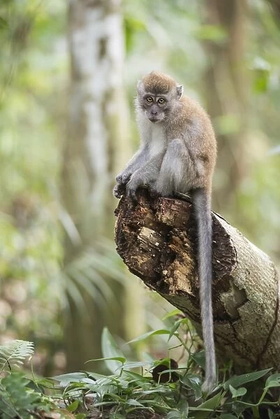 Long tailed Macaque (Macaca Fascicularis) in the jungle at Bukit Lawang, Gunung Leuser